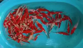 IKAN KOI GRACIA STOK BANYAK DAN PENUH WARNA