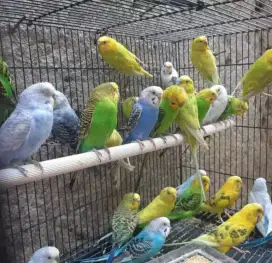 Free Ongkir Burung Parkit
