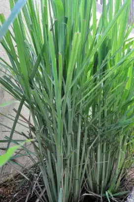 Jual pohon serai