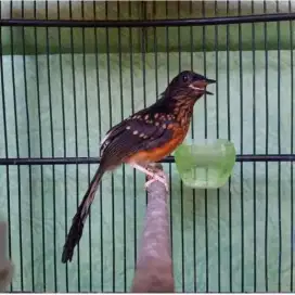 Burung trotol murai Medan prospek super mewah