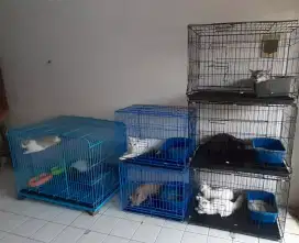 Penitipan Kucing