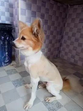 SALON Anjing dan Kucing Panggilan