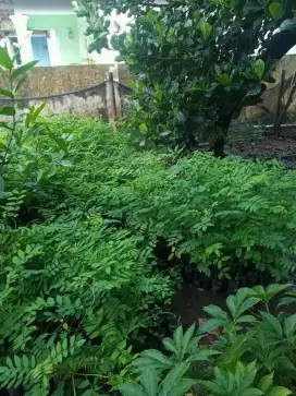 Indigofera rumput