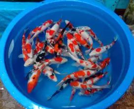 Jual ikan koi 20cm paket 30 ekor