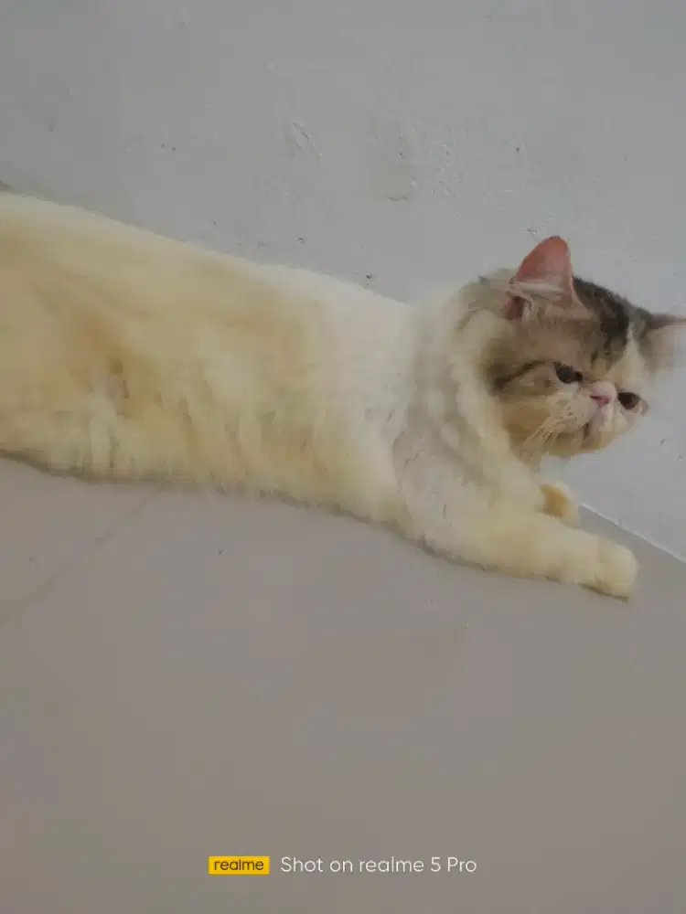 Jasa pacak kucing peaknose longhair