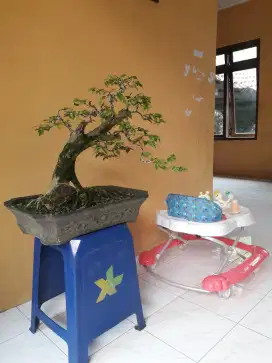 Bonsai gulo gumantung medium siap pajang