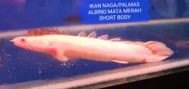 Ikan Hias Palmas/Naga Albino Mata Merah Short Body 17-18cm Istimewa