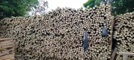 Jual bambu steger bangunan