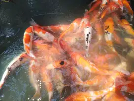 Ikan Koi Borongan