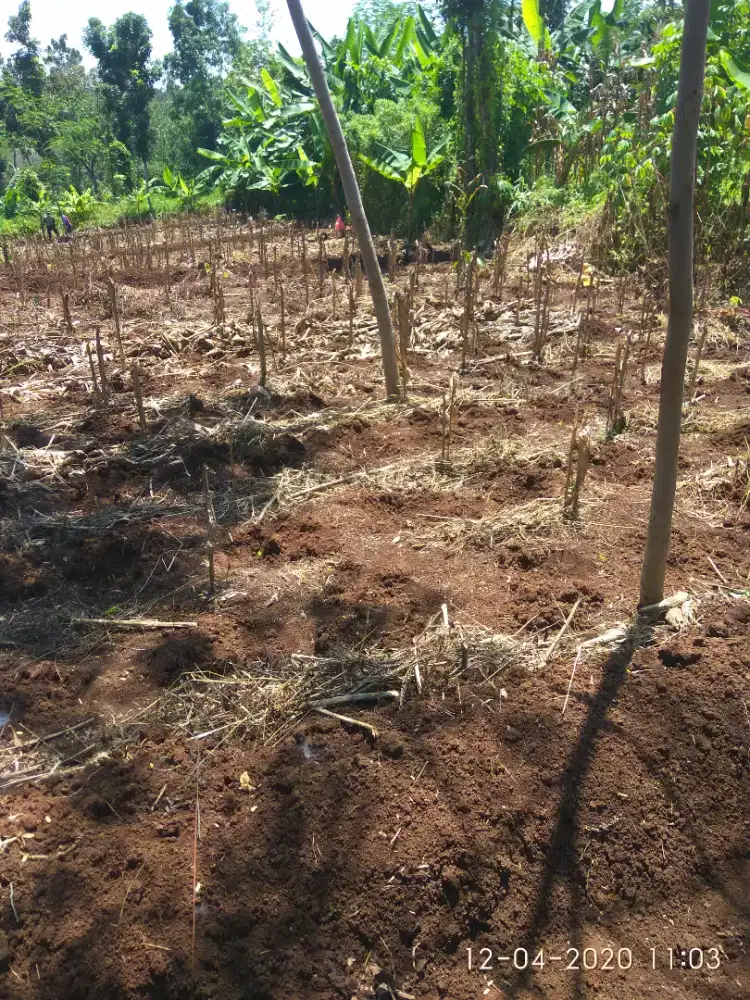Jual Cepat Kebun SHM 1770 M2 Wonoplumbon Mijen