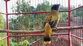 Burung kutilang sutra jantan gacor dan bahan