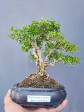 Bonsai Seribu Bintang Oke Lho