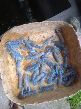 Lobster Hias warna Biru