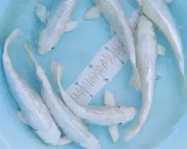 Koi platinum putih salju jumboan