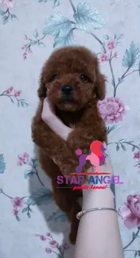 Red poodle stambum