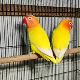 Love bird lutino mata merah langka favorit