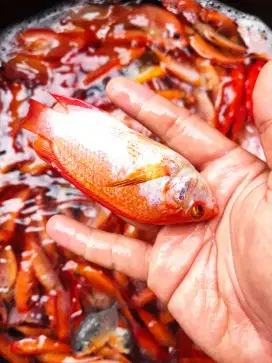 Jual bibit ikan nila merah