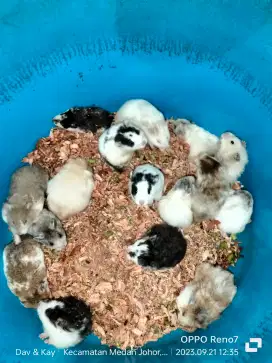 Hamster fujiyama domspot dan trico