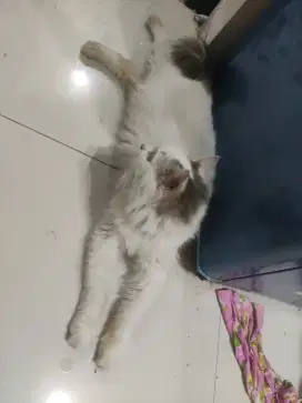 Kucing persia bulukapas betina