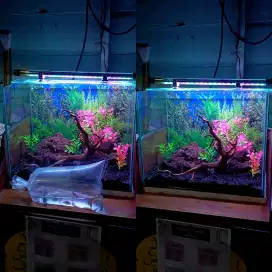 Aquascape aquarium Fullsett siap pakai