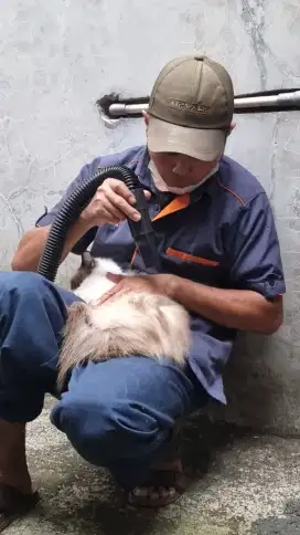 House call grooming khusus kucing panggilan jakarta