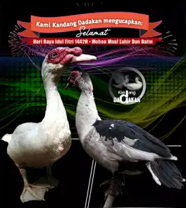 Pejantan mentok entok jumbo Grade A jenis hias bangsong buat koleksi