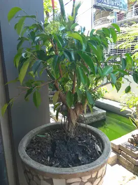 Bonsai Beringin Murah