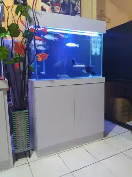 Ikan & aquarium