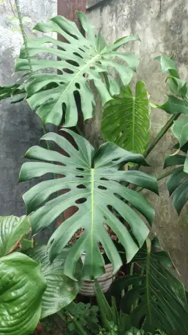 Monstera King Dewasa