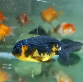 Ikan Mas Koki Mutiara, Koki Oranda, Koki Ranchu