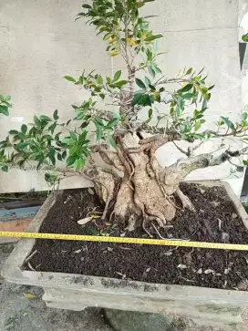 Bonsai Beringin Kimeng