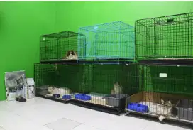 Penitipan kucing (cathouse)