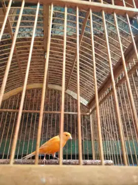Burung kenari merlok merah lokal dewasa gacoran dan bahan prospek