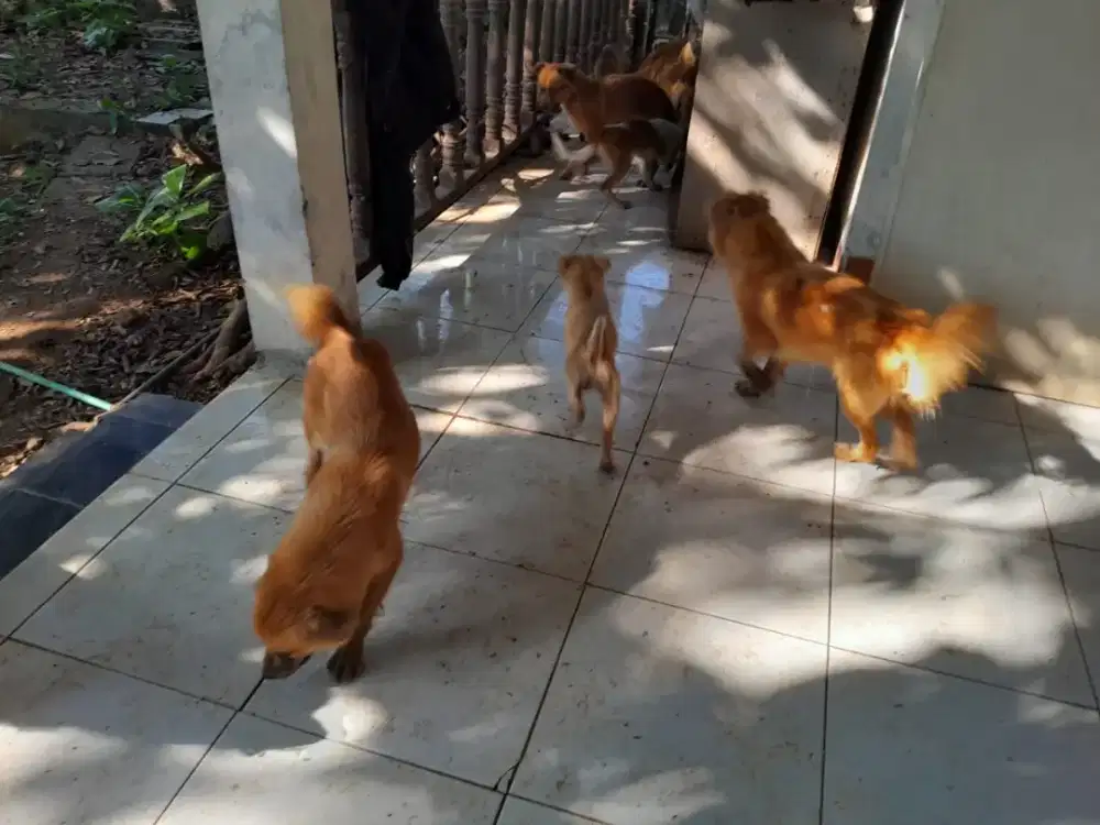 Anjing mix bread