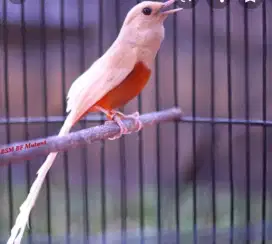 Burung jinak dan gacor