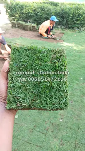 Harga Supplier Rumput Stadion Lapangan Zoysia Matrella Cianjur