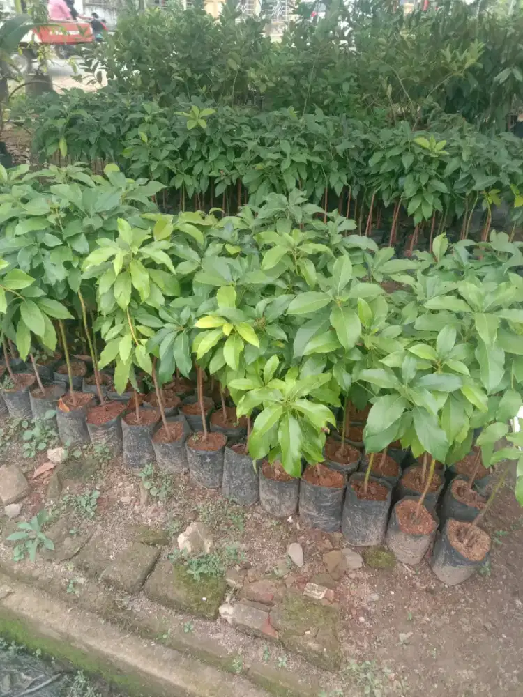 Jual bibit alpukat alpokat skala besar partai besar Lampung siap antar