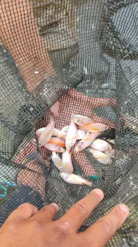 Nila merah 5-6cm
