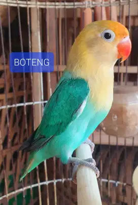 Burung Lovebird Parblue Gacoran Istimewa Bisa Kirim Indonesia