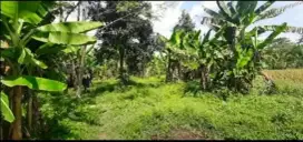 Kebun produktif 7200 m2 75rb/ m2 Dawuan Subang
