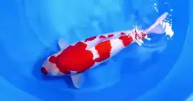 KOI IMPORT KONISHI KOHAKU YODAN SIZE 72CM