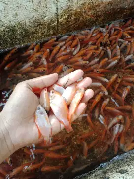 Bibit ikan nila merah murcek