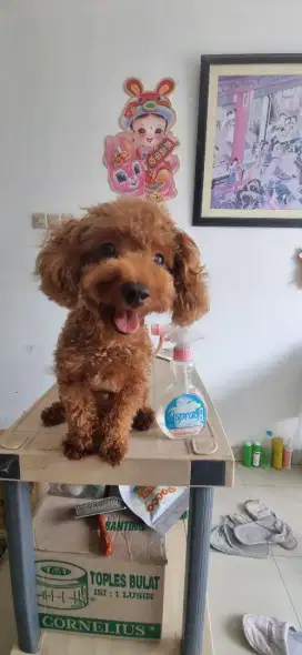 Fawn Toy Poodle.. calon indukan