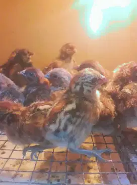 Doc Ayam Arab Petelur Usia 3-7 Hari