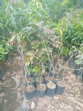 Kelengkeng berbuah