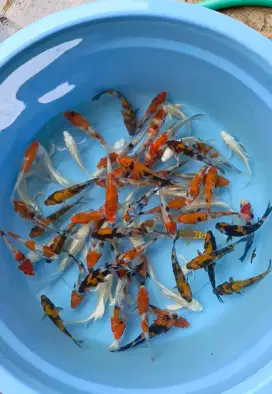 Ikan koi kecil murah