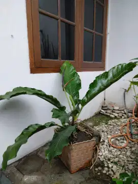 Gelombang cinta anthurium