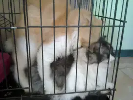 Pemacakan Kucing di PET SHOP FELIX Purworejo.