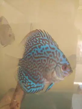 Ikan Discus size 2 inchi