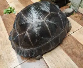 Tortoise Aldabra kura darat jenis aldabra